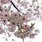 UME