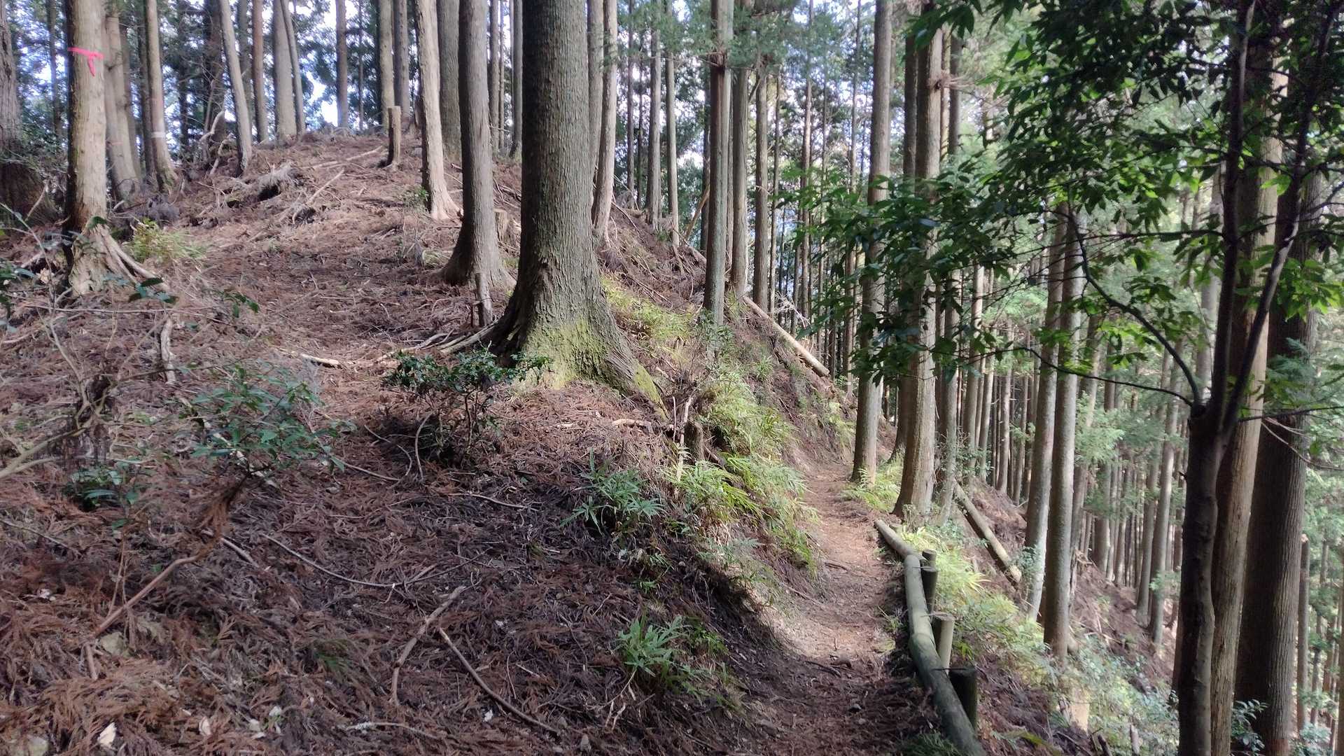 登城道の脇に、高台。これは曲輪だろう。