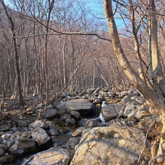 早春の植物に会ってみたくなりながら渓流沿いを歩き