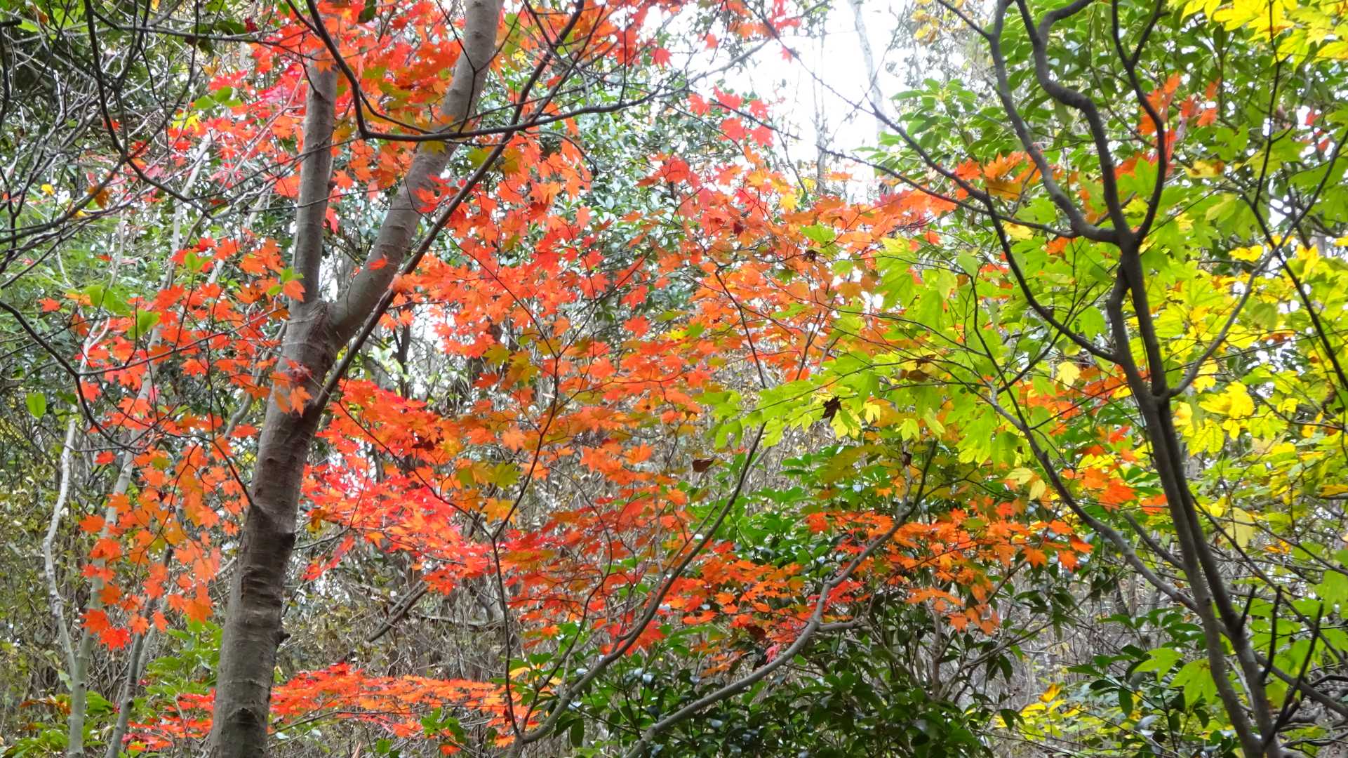 東登山口-傘山-谷ルート登山口 周回コースの写真