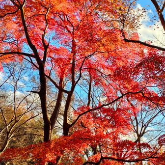 ここが評議原です。
今年も来るのが遅かった💦
1本だけ紅葉が残っています🍁