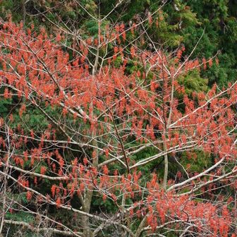 何かの紅い実がぎっしり‼️ イイギリとかですかね❓