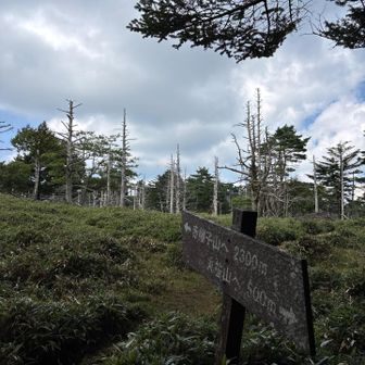 ここは赤帽子山の分岐点