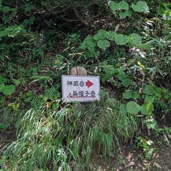 分岐