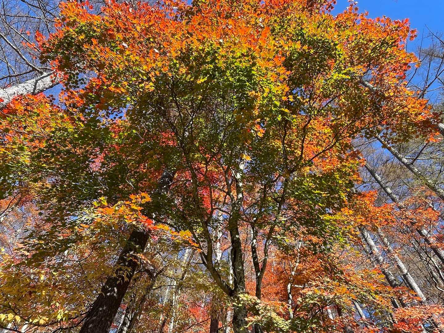 次々と押し寄せる秋🍂