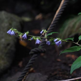 薄暗い登山道にソバナが輝く
