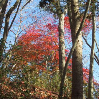 ときどき紅葉が残っている。