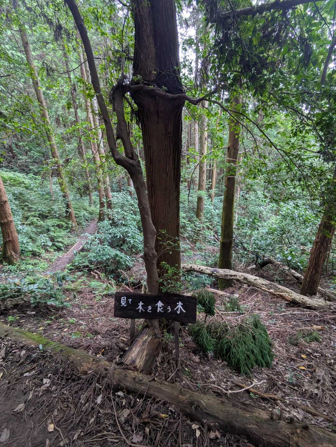 見どころはそこそこあり🐵