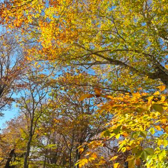 早速、色鮮やかな紅葉がお出迎え💛