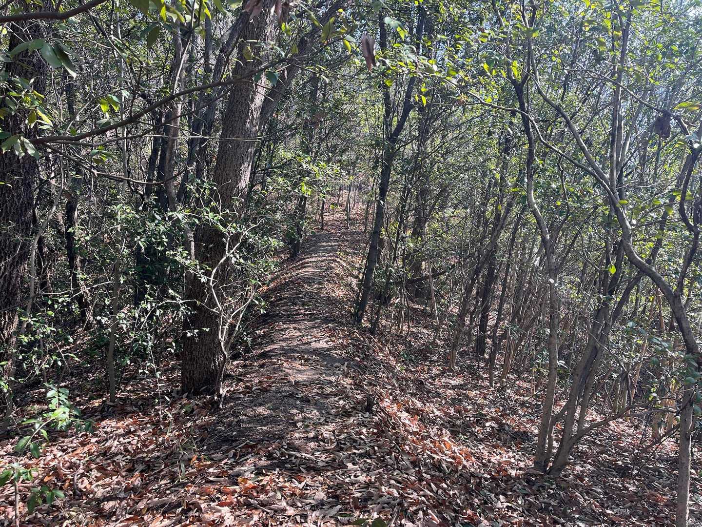 登山道に入りました。
ナイスロード👍