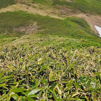 火口縁は灌木が混じる笹藪です。
