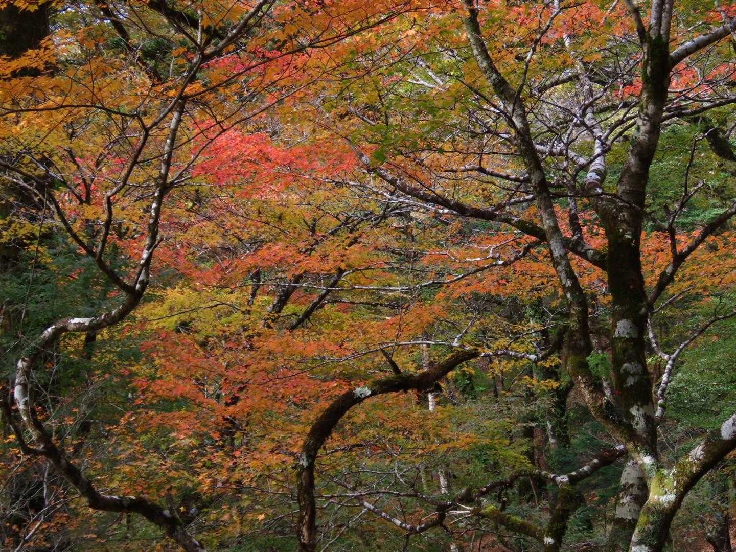 モミジの赤はやっぱり映える