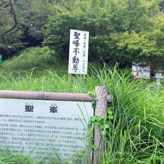 草が生い茂っている