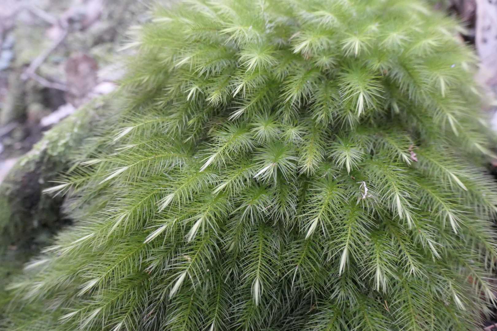 苔