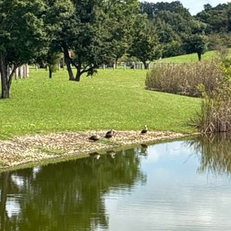 ジャブジャブ池🤗小さくなってしまったけれど、カモの家族🦆
池の周りをサイクリングする親子がたくさん🚲