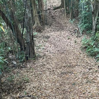 いきなりの急登に
2人で思わず
吹き出してしまう😆
