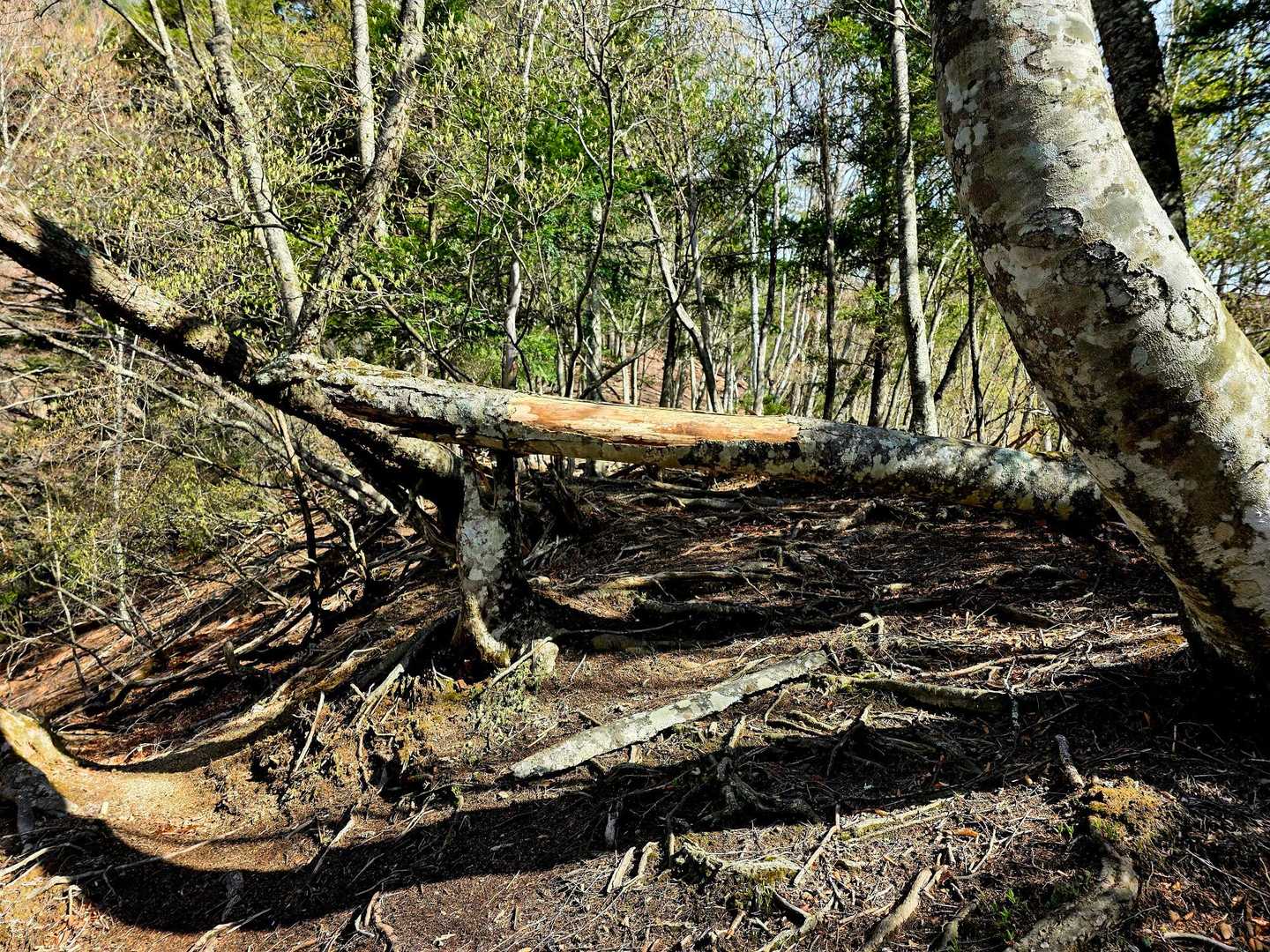 けっこう荒れてるし😃この倒木🌳本当はどかしてあげたいんすけど、おれ御曹司なので、箸より重いもの持ったらダメだって家訓で決まってます😃嘘ですけど😁