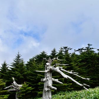 
　白骨樹も魅せてくれた
