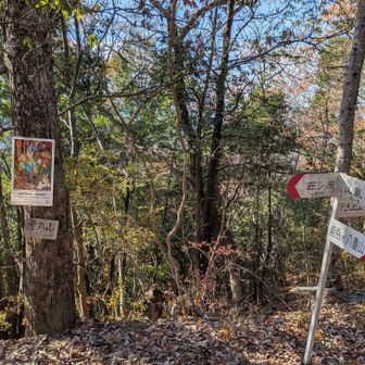 虎丸山の山頂はかなり地味でした。