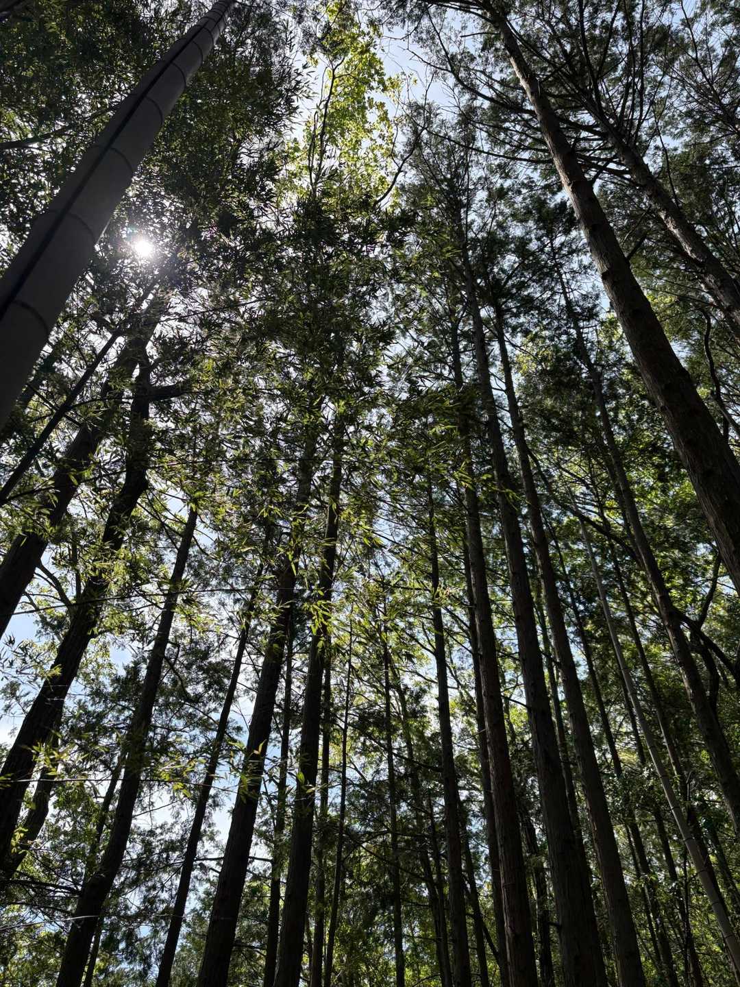 急登には、樹林帯の木陰がありがたい
段差や細い所では木を掴んで。
木よ、ありがとう😌