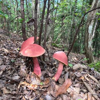 きのこ祭り🍄秋ですねぇ