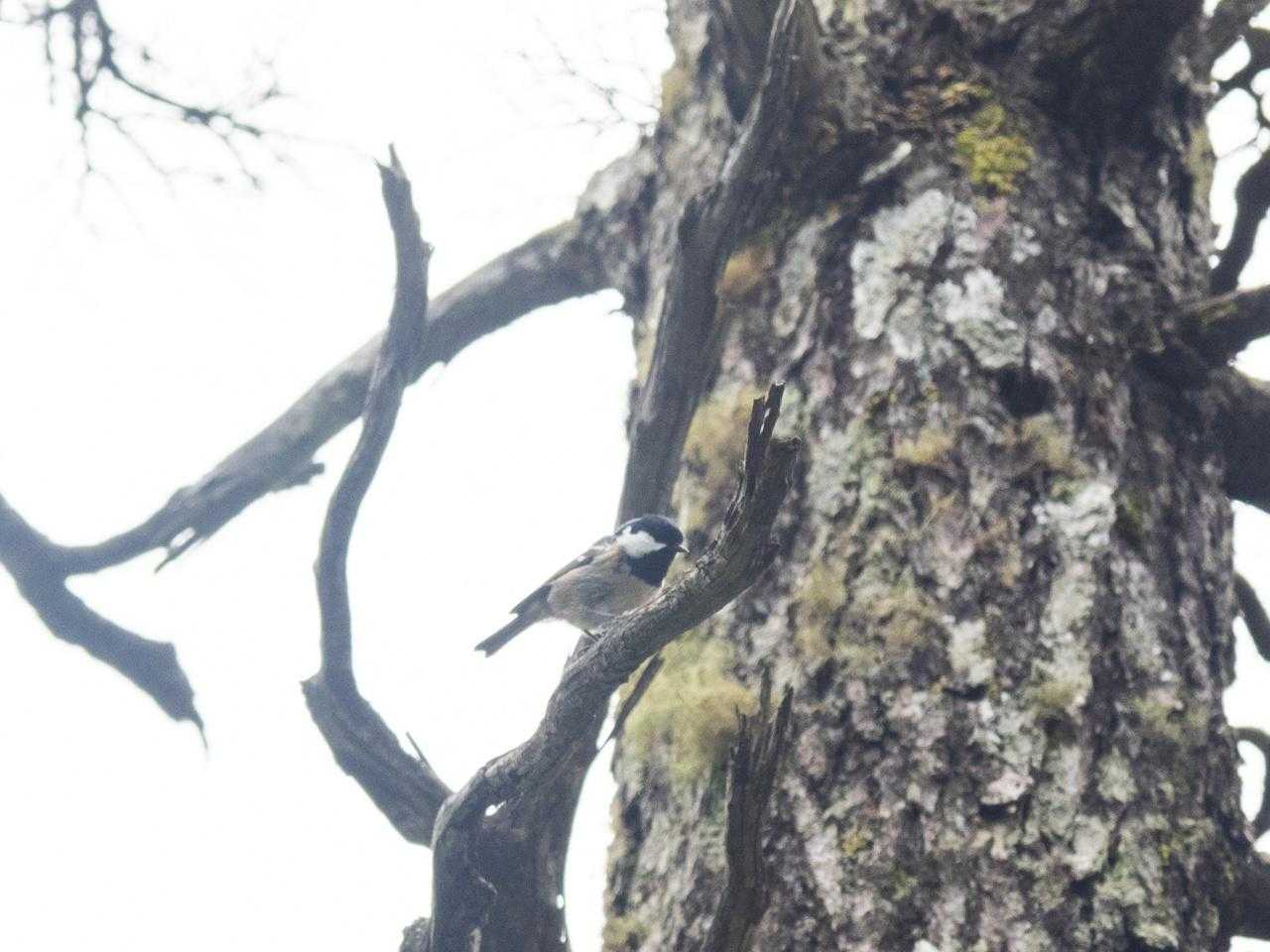 野鳥さん
