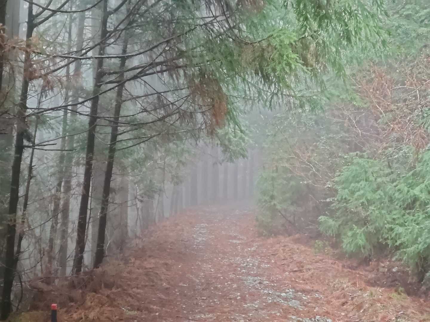 幻想的✨