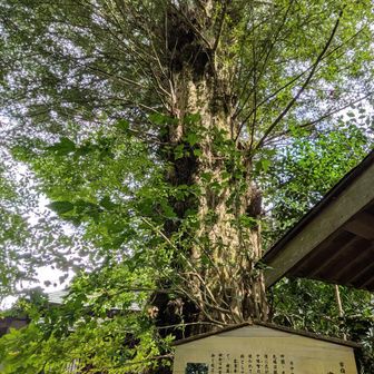 岩湧寺の榧の木
御神木でしょうか？