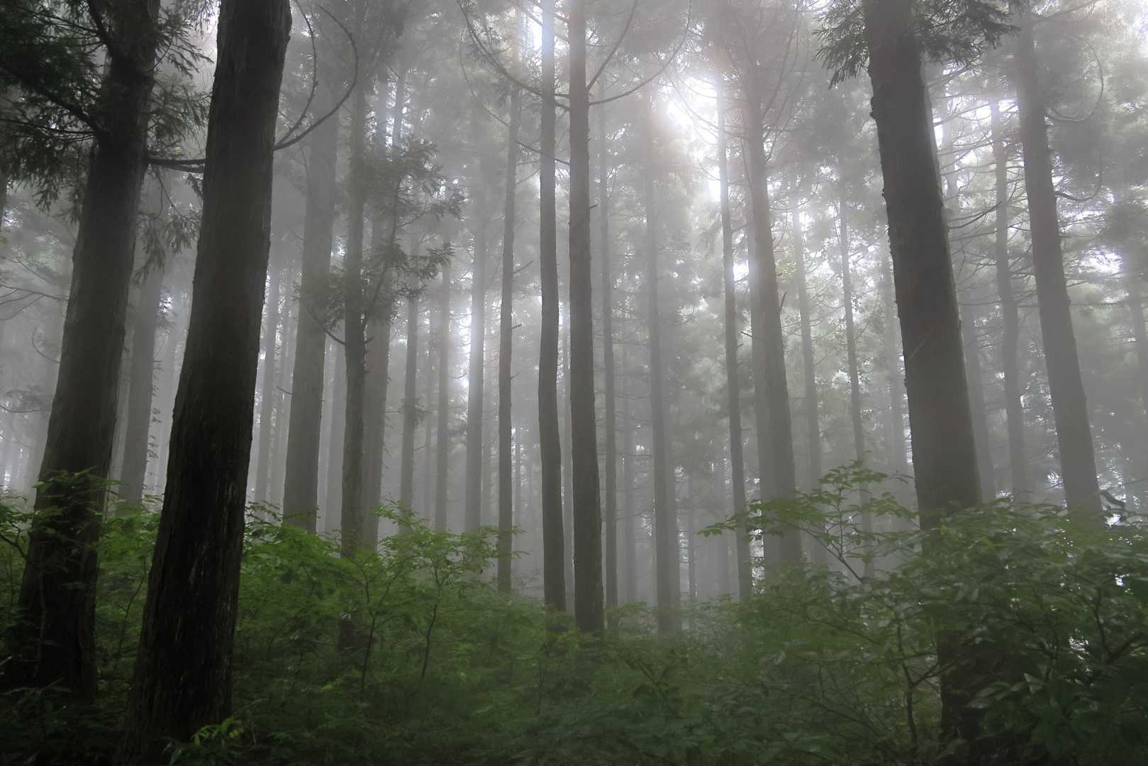 幻想的幽玄の世界