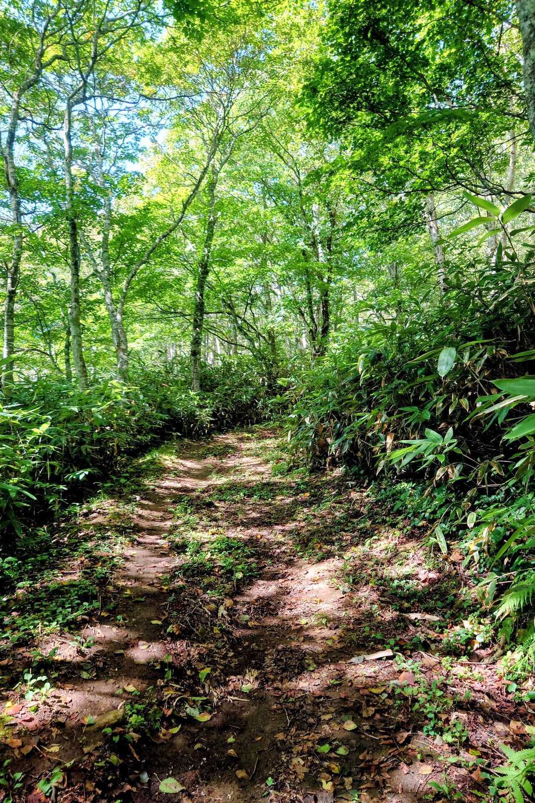 出だしより山頂手前まで
つづら折りの緩やかな登り🚶