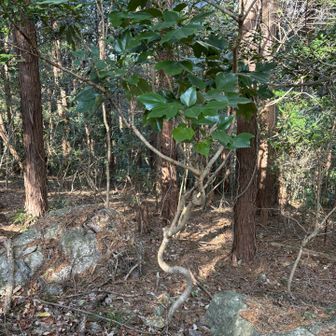 曲がりくねった木🪾