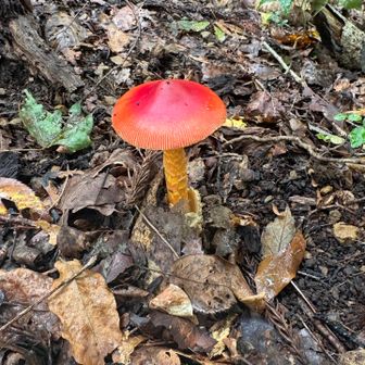 あちこちに🥚🍄