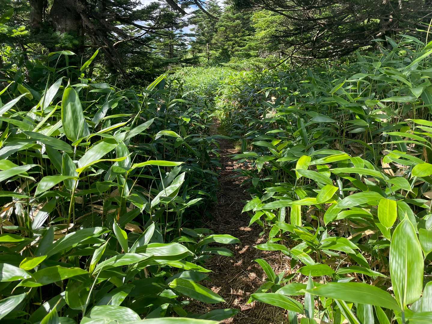 破風岳を後にして土鍋山へ向かいます❗️
昨日の大雨で登山道はグチャグチャ😵肩くらいある熊笹をかき分けながら進むので服はビチョビチョ💦