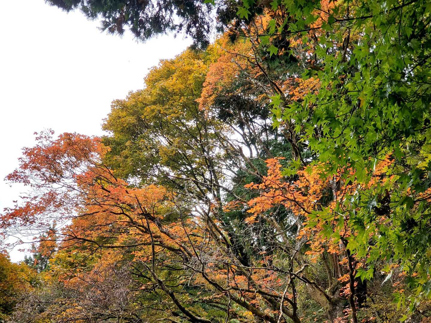 紅葉最盛期は、もう少し先かな。