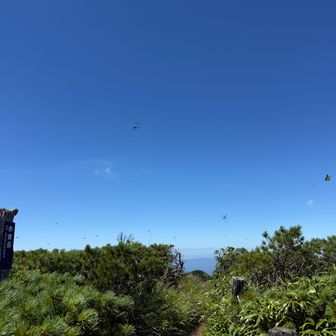 赤倉～トンボが避暑中でうじゃうじゃ～
