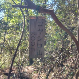 念願✨️のコヤシロ山に着きました🤗