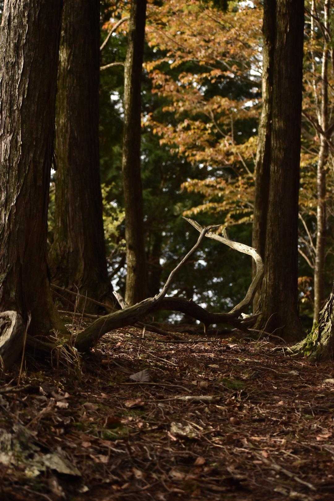 だんだん近づいてきた。
きっと紅葉の時期は綺麗なんだろうな。