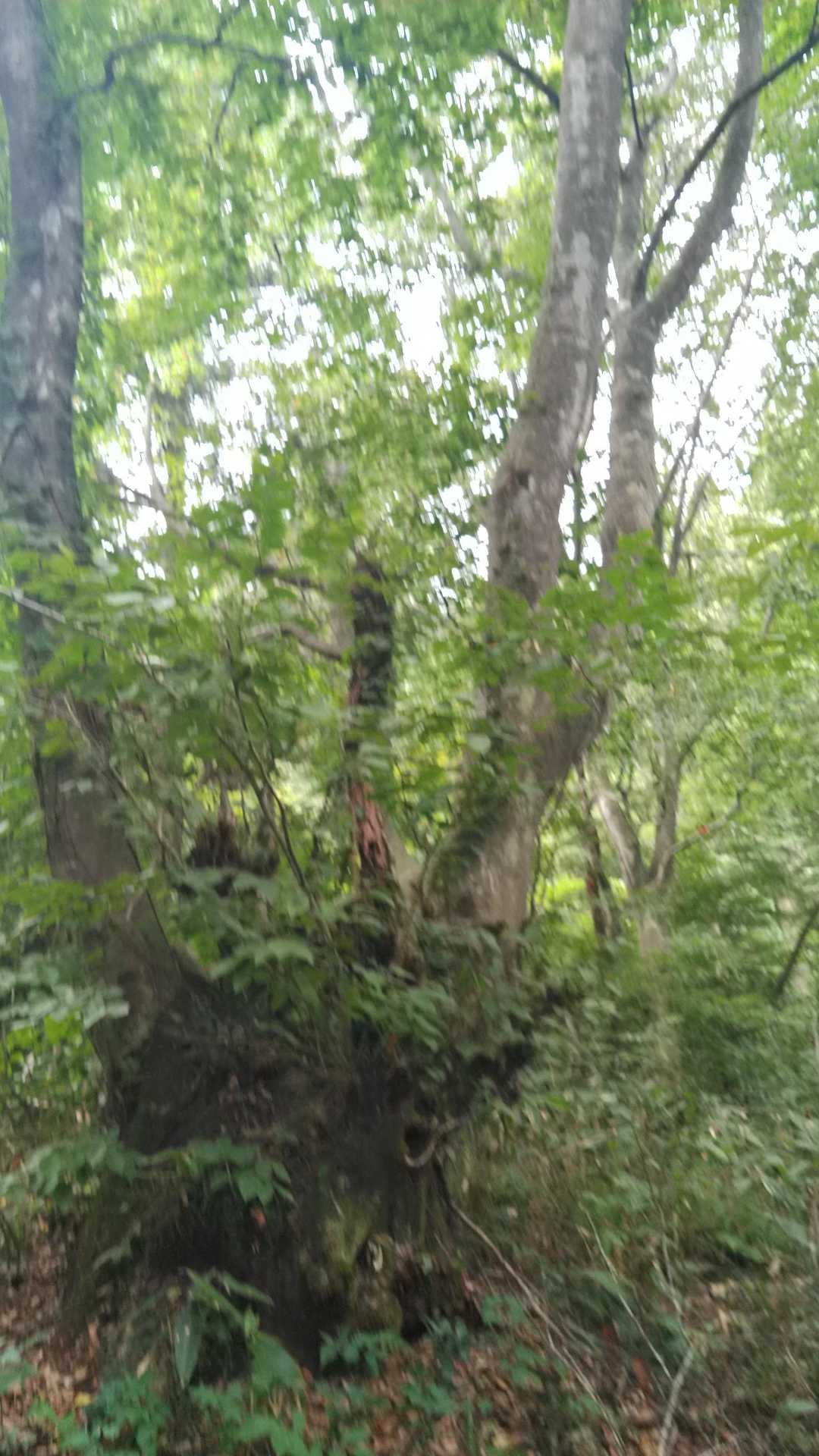 木々