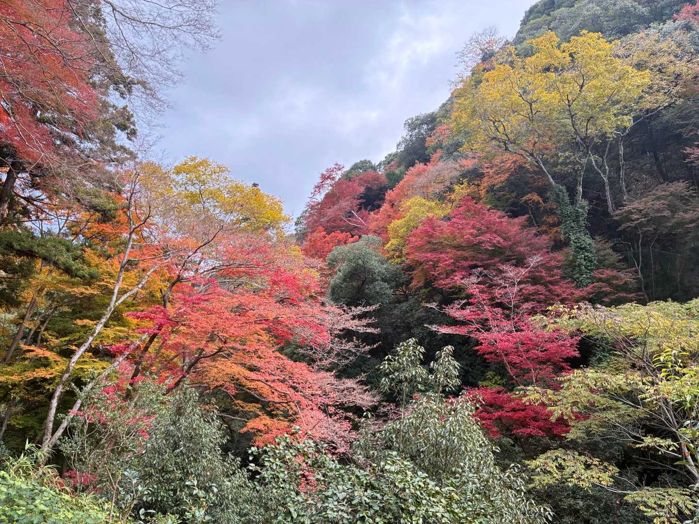 山のおもてなし｜箕面・東海自然歩道ハイキングの写真