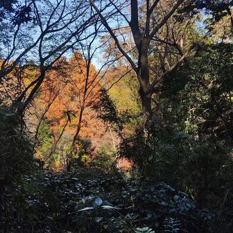 あじさい山周辺