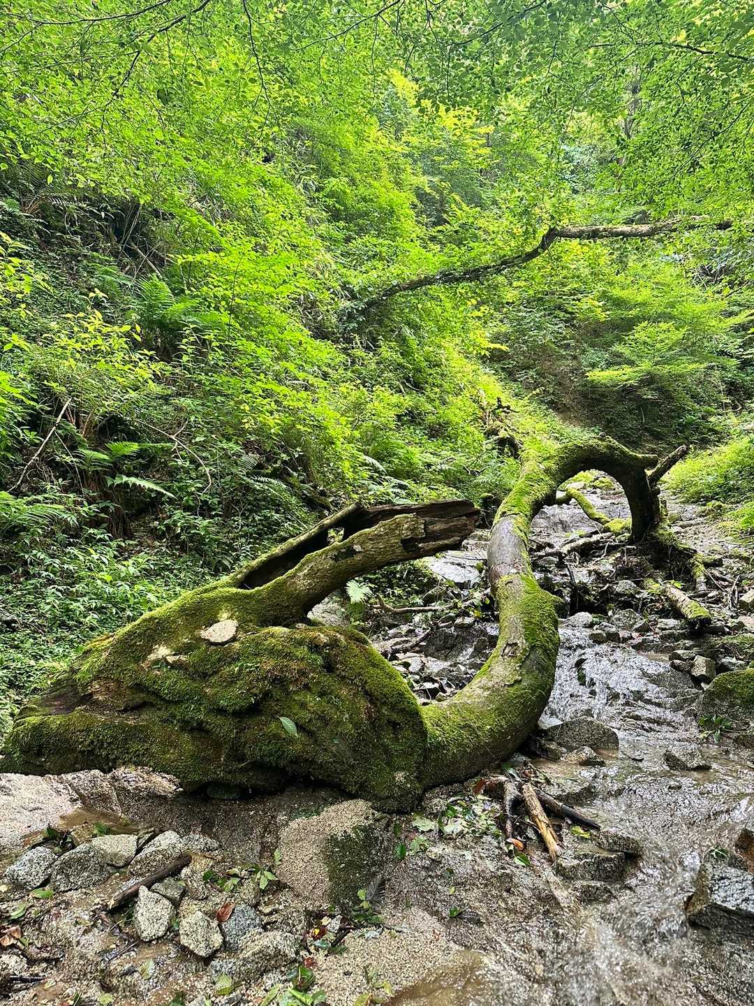 ドラゴン🐉様