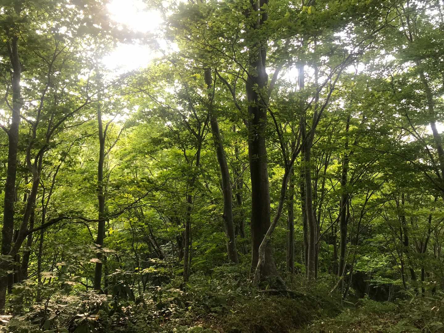 千刈登山口-奥山-雷峰-光兎山 往復コースの写真