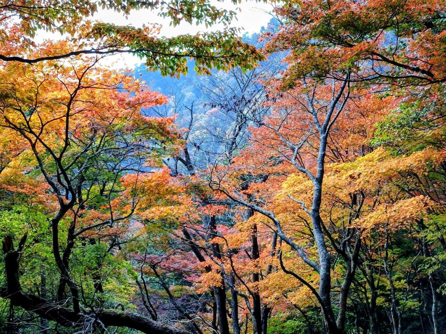 🍁