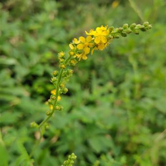 今日もたくさんの花々に出会えて🥰
アップダウンのある、登りごたえのある山でした。しかし、のんびりしすぎ〜　かも🤭