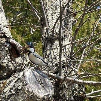 名前はシジュウカラと言う小鳥さん、今日も頑張っています♪
愛の巣💞いつ完成⁉️