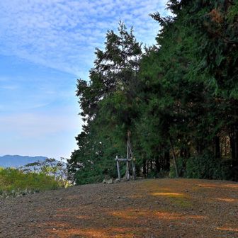 茶臼山山頂 標高191m の一本杉
思ったより小さくてビックリしましたが、昔あった大杉の子孫とか
ここで昼食休憩