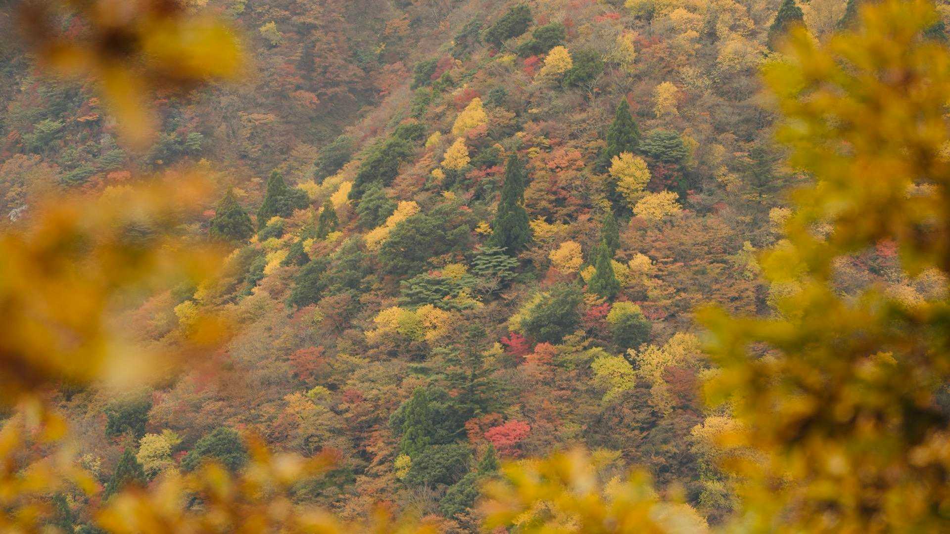 鎌ヶ岳登山口-水沢峠-水沢岳-鎌ヶ岳 周回コースの写真