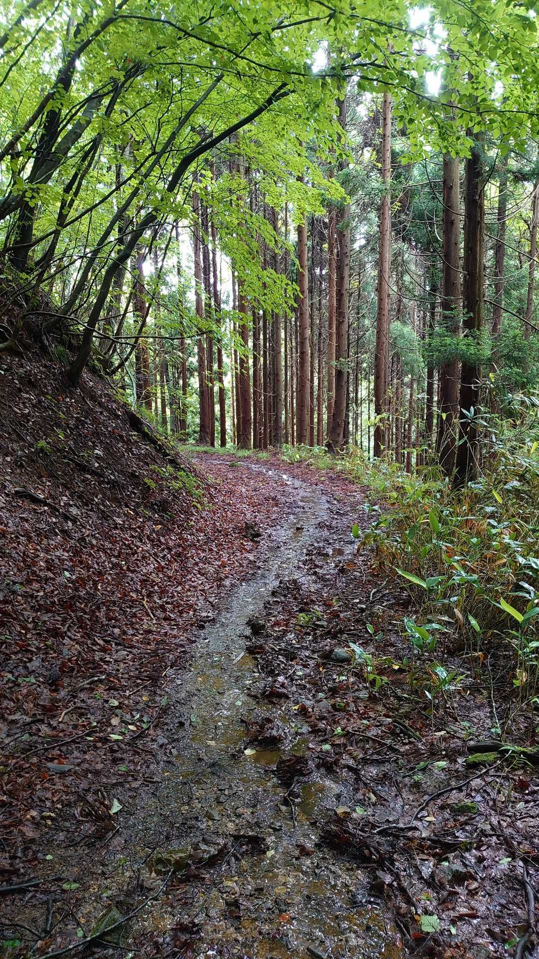 登山道はやっぱり小川