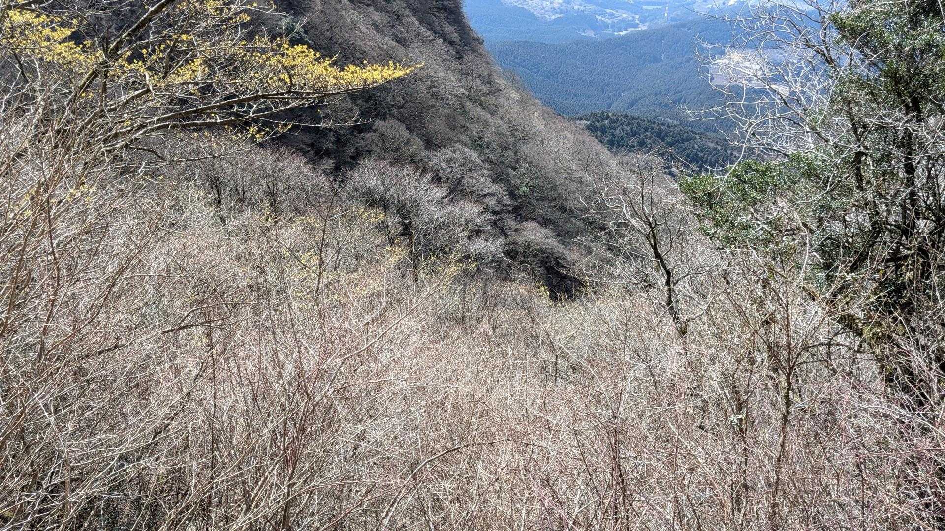 下にも咲いてますが写真ではよくわかりません
下山する時に確認します