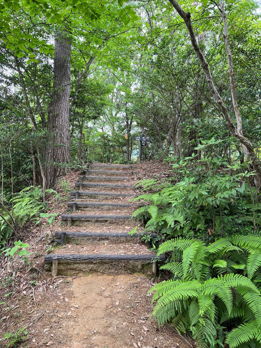 油山 山頂Bコースの写真